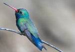 New Archival Card: Broad-billed Hummingbird, Mesquite h-151