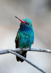 New Archival Card: Broad-billed Hummingbird, Mesquite v-135