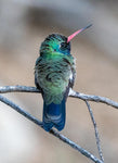 Broad-billed Hummingbird, Mesquite v-133