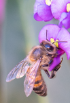 Honey Bee, Purple Lilac Vine v-132