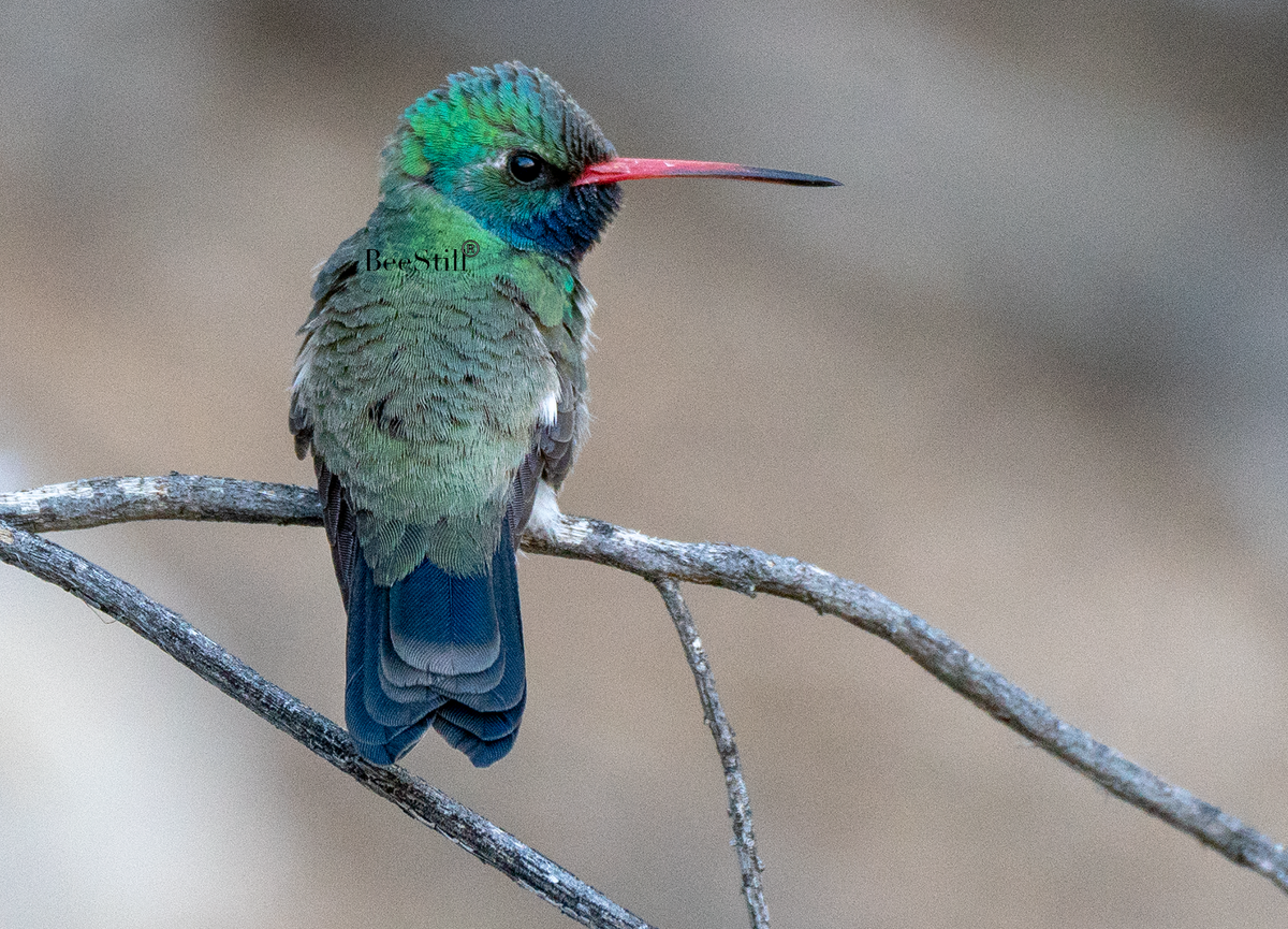 Broad-billed Hummingbird, Mesquite h-153 – BeeStill Archival Cards