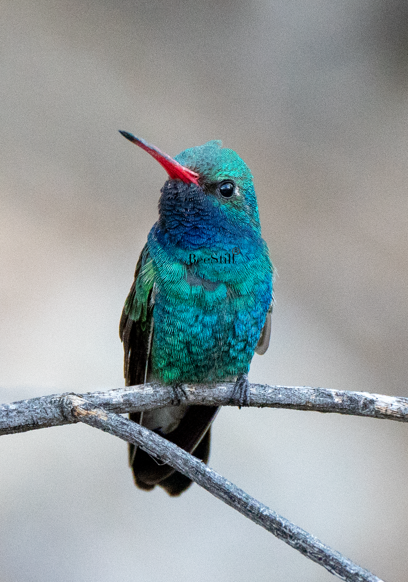 IMG_2576_a3edb9b3-797e-40fe-