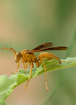 Golden Paper Wasp (male Polistes flavus), Canyon Ragweed SP-W