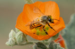 Honey Bee, Globe Mallow h-19