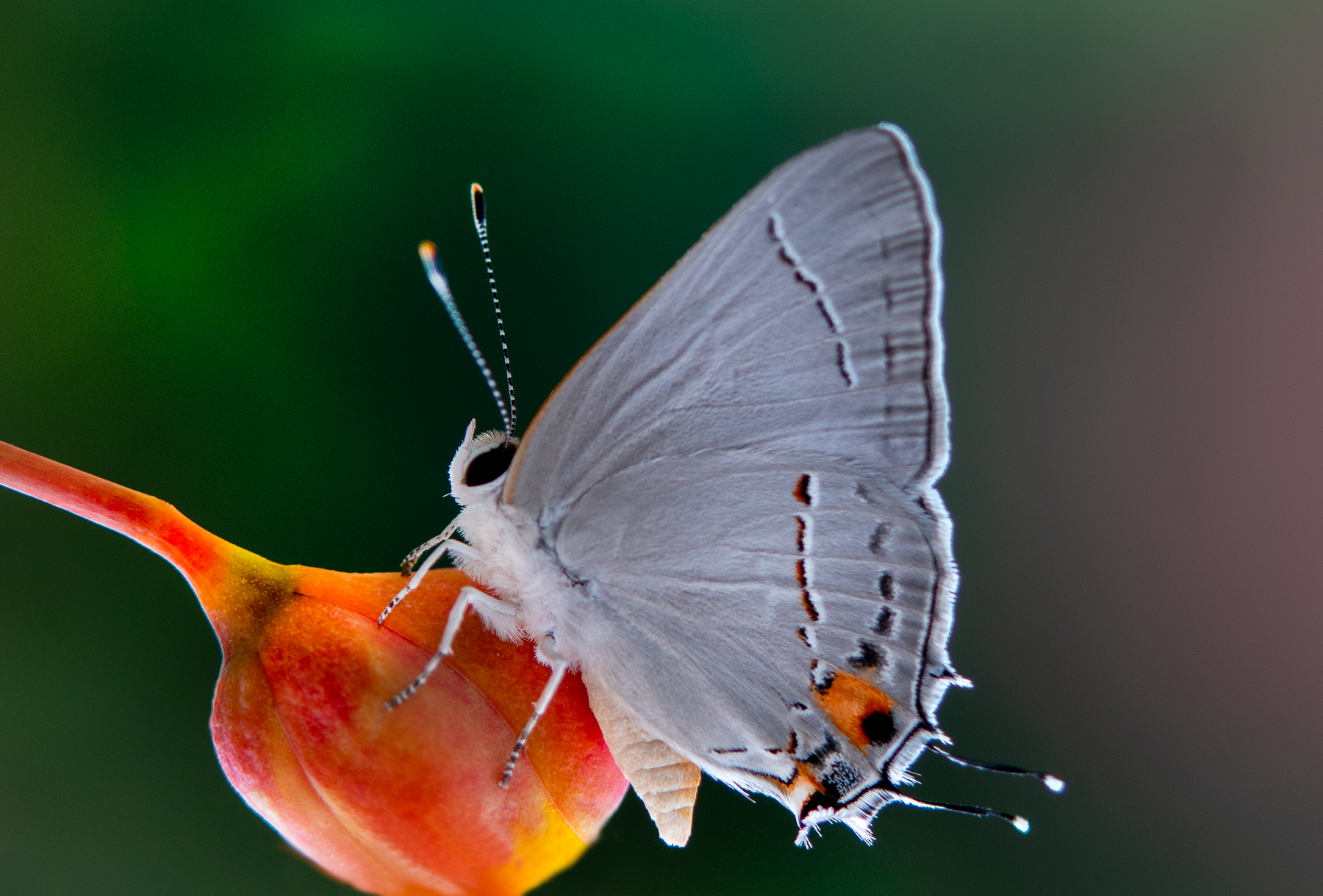 Gray hairstreak butterfly red bird of paradise flower bud 