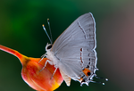 Gray hairstreak butterfly red bird of paradise flower bud 