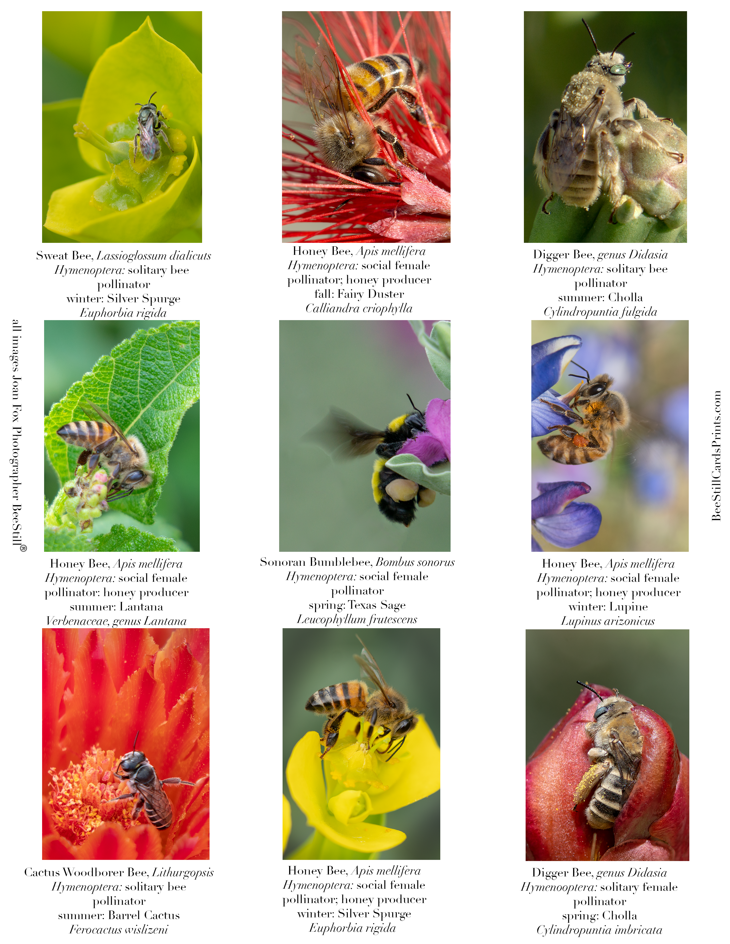 Honey Bees & Native Bees, IM-06