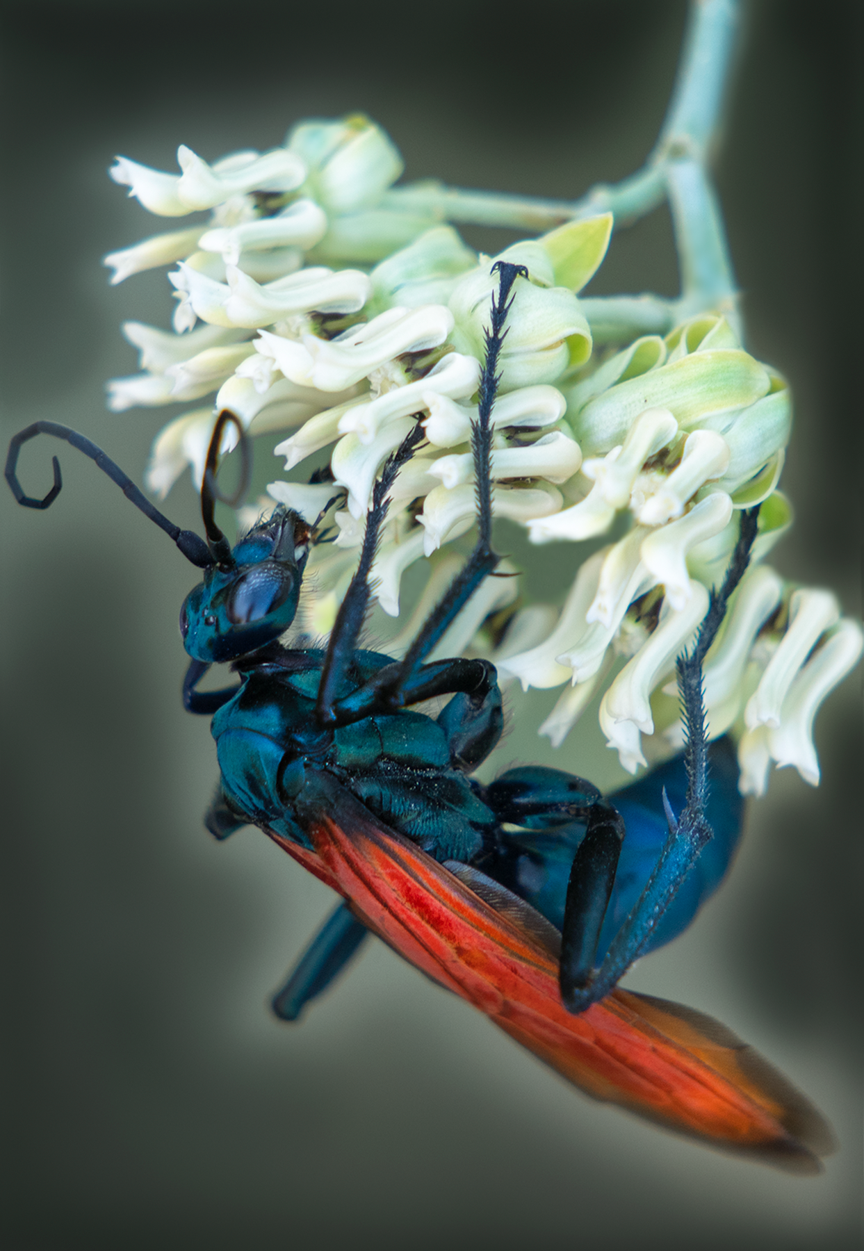 Tarantula Hawk (Pepsis), Desert Milkweed TH-01