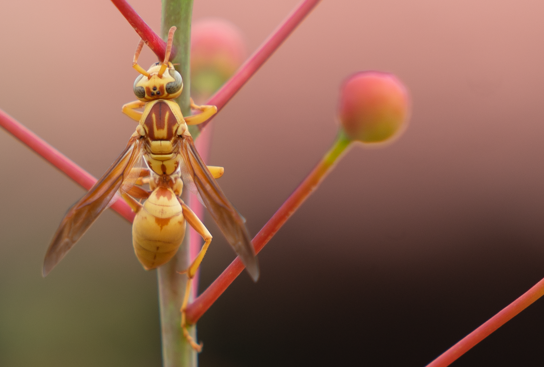 Golden Paper Wasp (Polistes aurifer), Red Bird of Paradise h-127