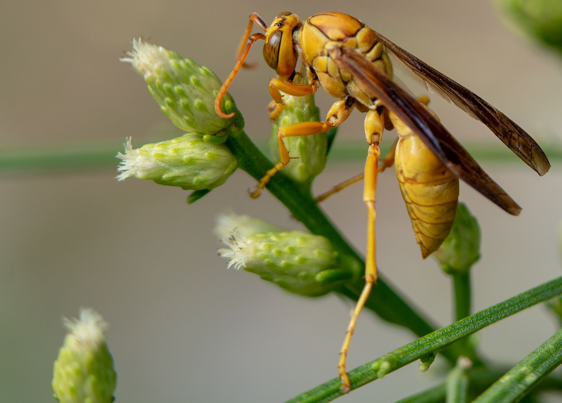 Golden Paper Wasp (male Polistes flavus), Desert Broom h-128