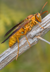 Golden Paper Wasp (male Polistes flavus), Desert Broom v-117
