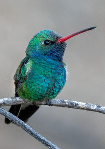 Broad-billed Hummimgbird, Mesquite v-128