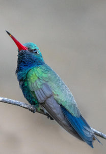 Broad-billed Hummingbird, Mesquite v-134