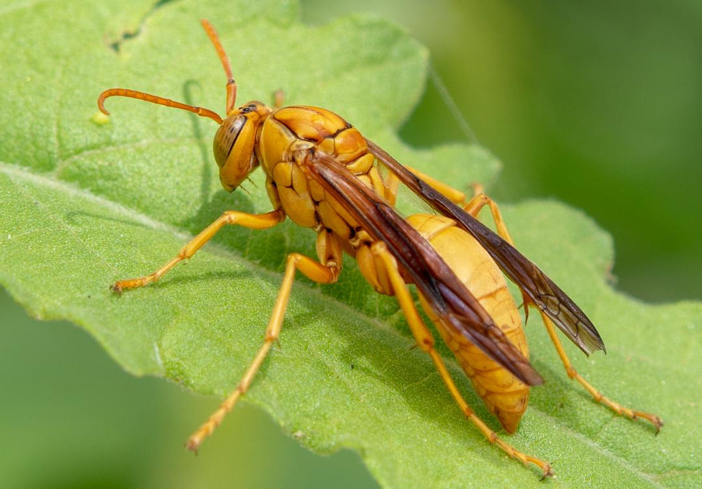 Golden Paper Wasp, Canyon Ragweed h-143