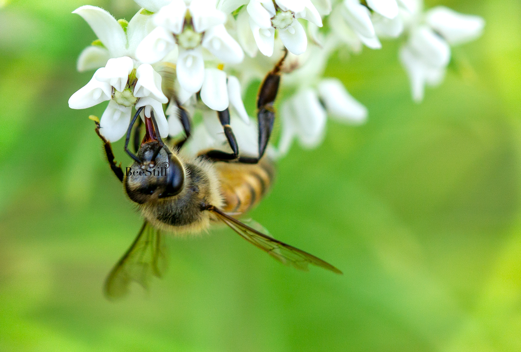 Honey Bee, Pine Needle Milkweed h-18