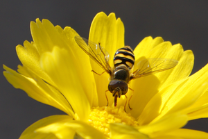 Flower Fly, Brittlebush h-20
