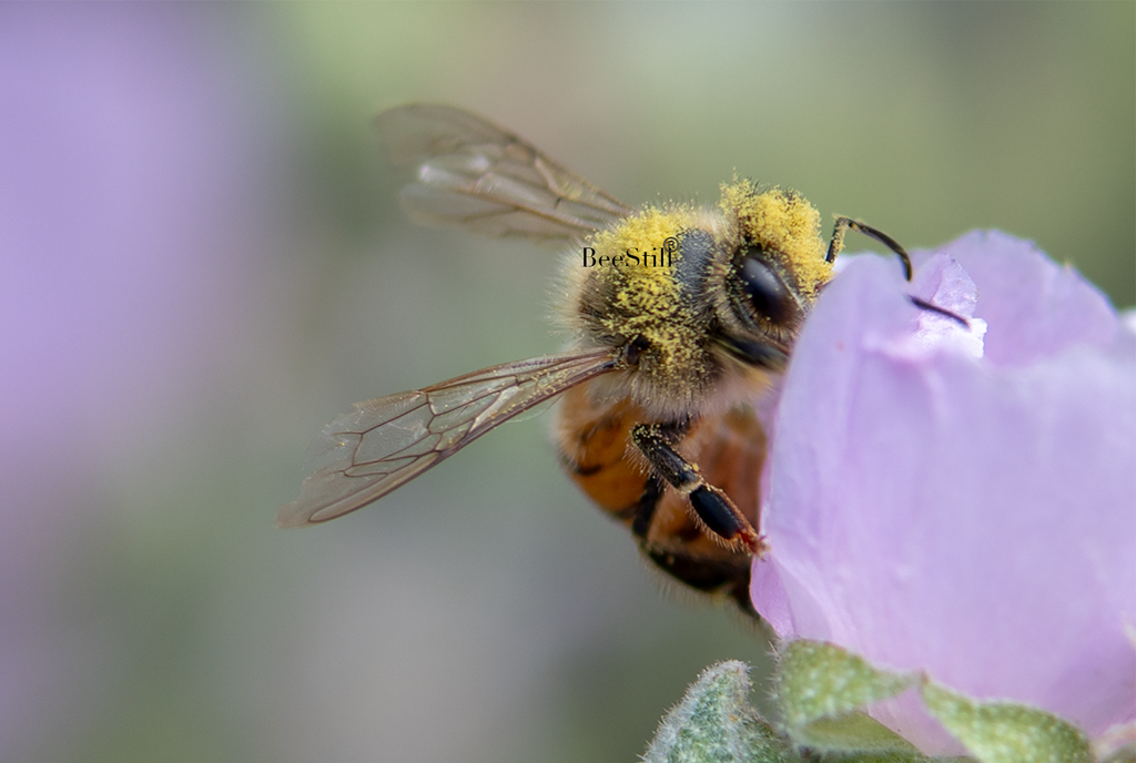 Honey Bee, Globe Mallow h-21