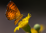 Metamorphosis Incarnation: Fatal Metalmark, Sow Thistle h-24