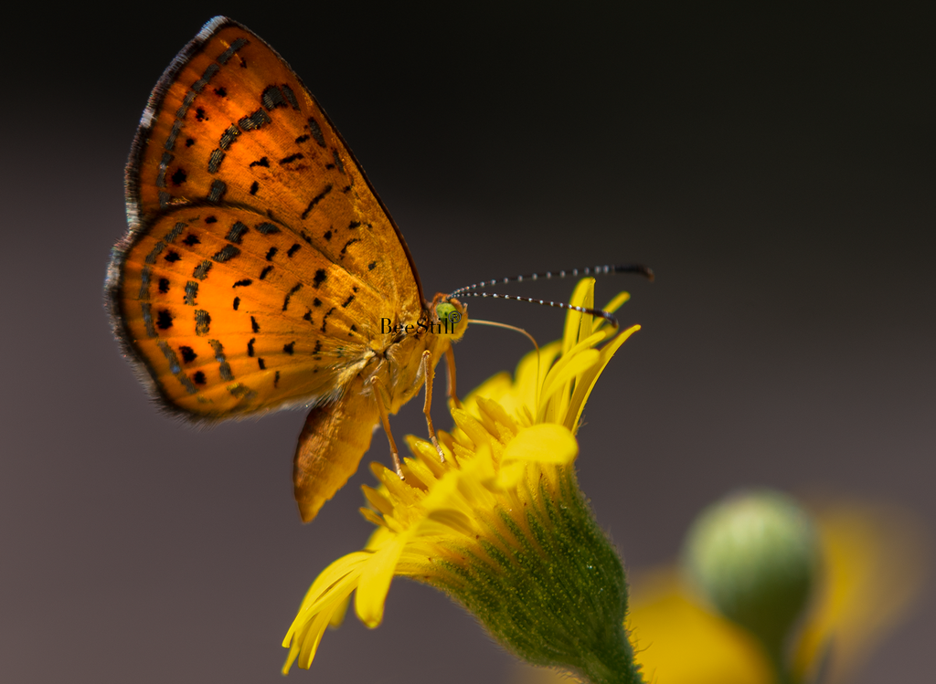Fatal Metalmark Butterfly, Sow Thistle SP-B-01