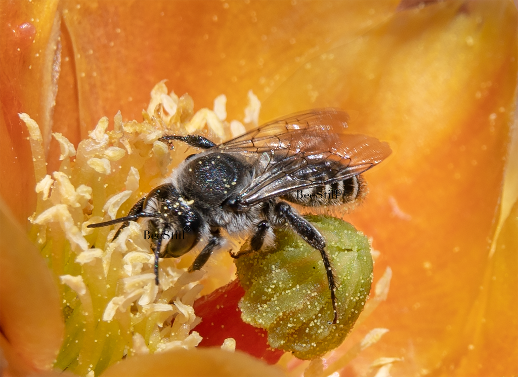 Cactus Woodborer Bee, Prickly Pear SP-NB-