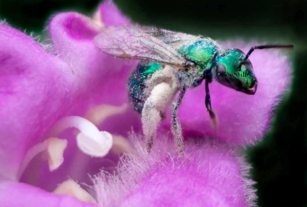 Green Sweat Bee, Texas Sage SP-NB-