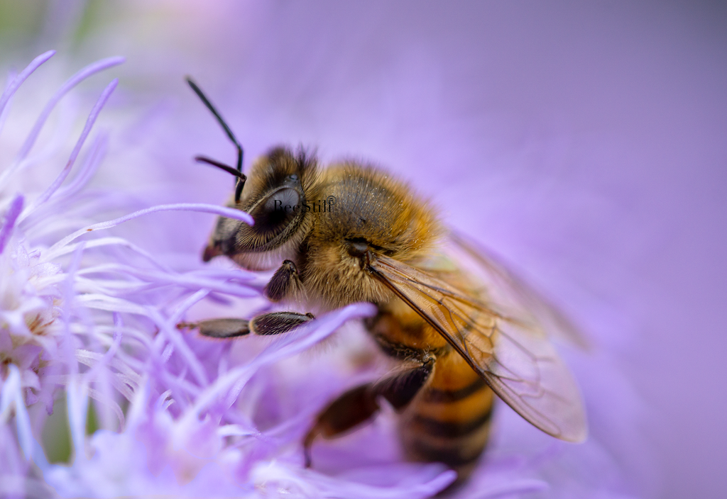 Honey Bee, Blue Mistflower SP-HB-