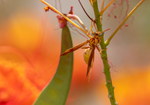 Golden Paper Wasp, female Polistes aurifer, Red Bird of Paradise SP-W-