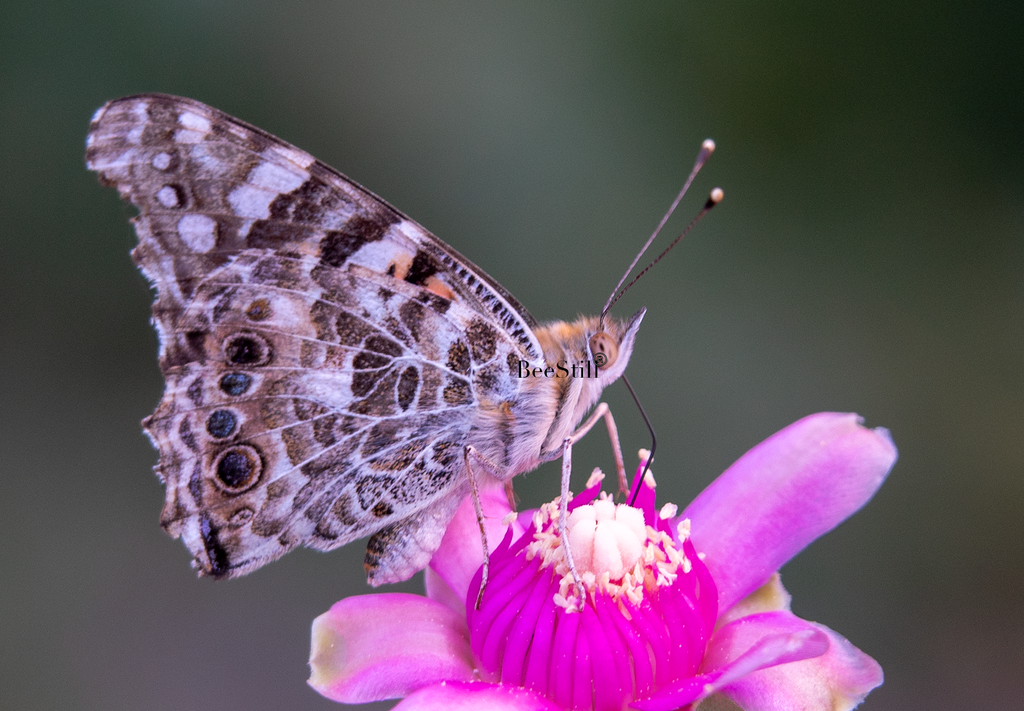 Painted Lady, Cholla SP-B-01