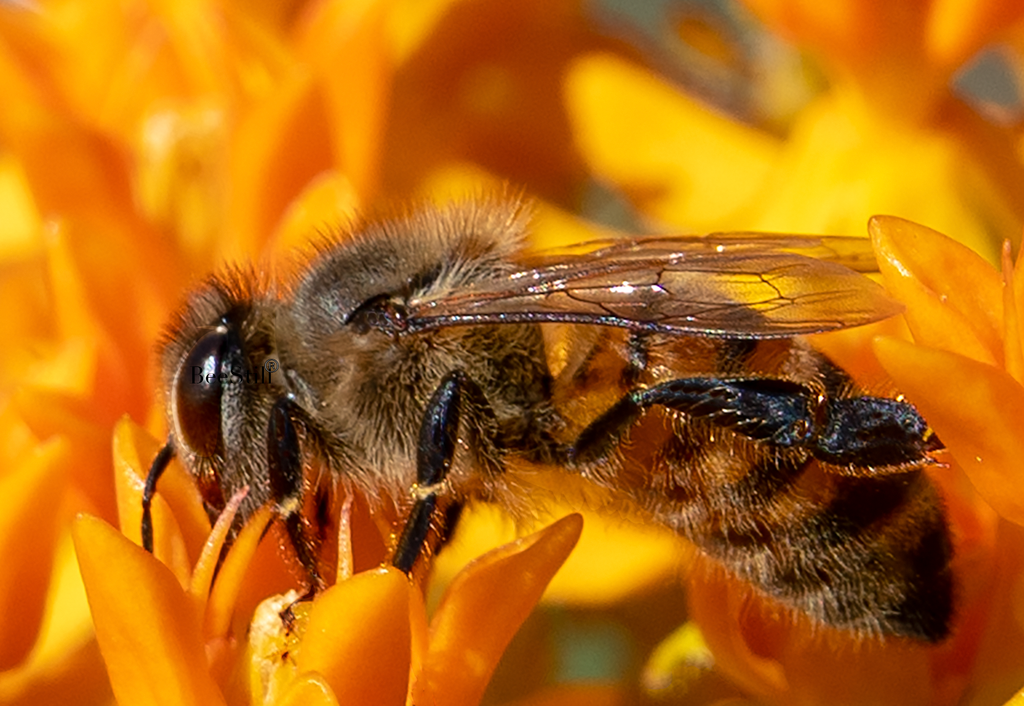 Honey Bee, Butterfly Weed SP-HB-