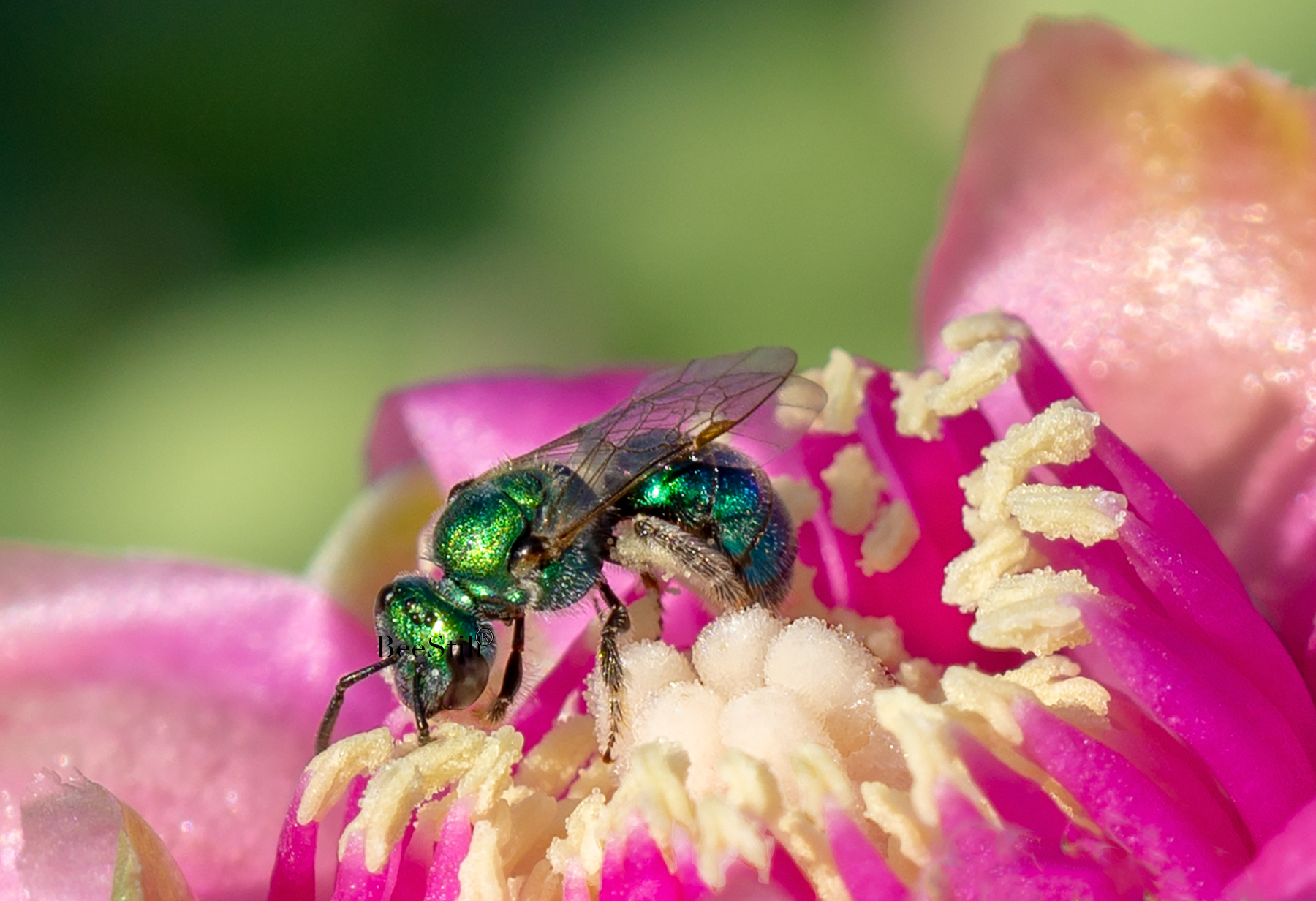 Green Sweat Bee, Cholla h-33