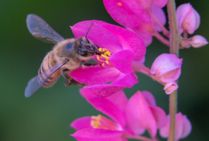 Honey Bee, Queen's Wreath SP-HB-