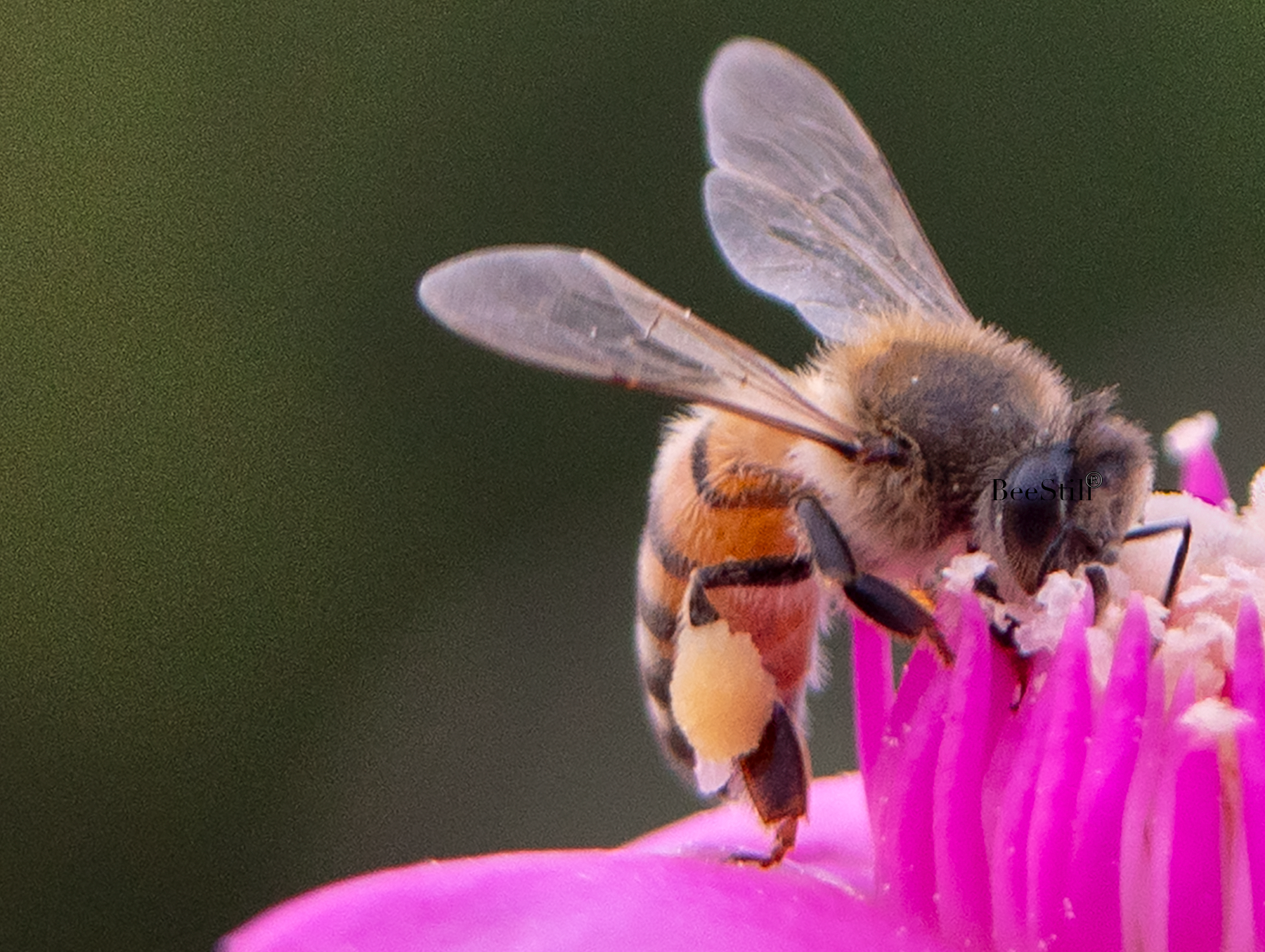 Honey Bee, Cholla SP-HB-