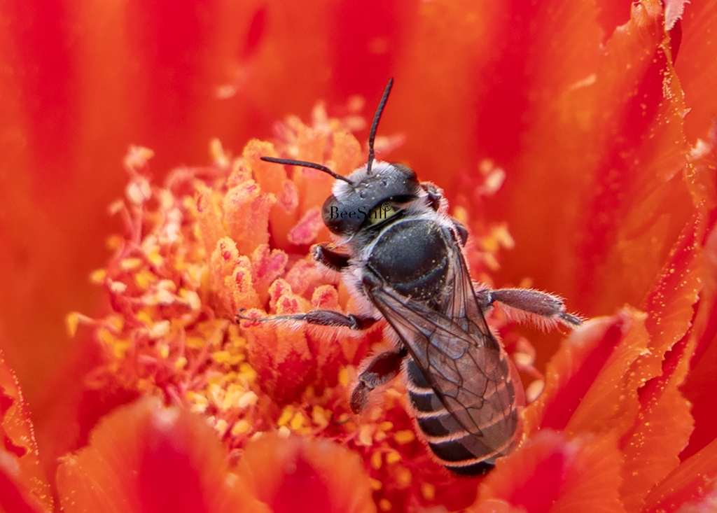 Cactus Woodborer Bee, Barrel Cactus h-39