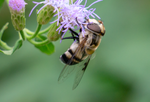 Flower Fly, Blue Mistflower h-40
