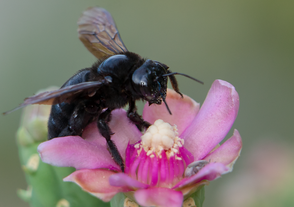 Carpenter Bee, Cholla SP-NB-