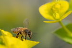 Honey Bee, Silver Spurge h-42