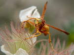 Golden Paper Wasp, male Polistes flavus, Fallugia SP-W-