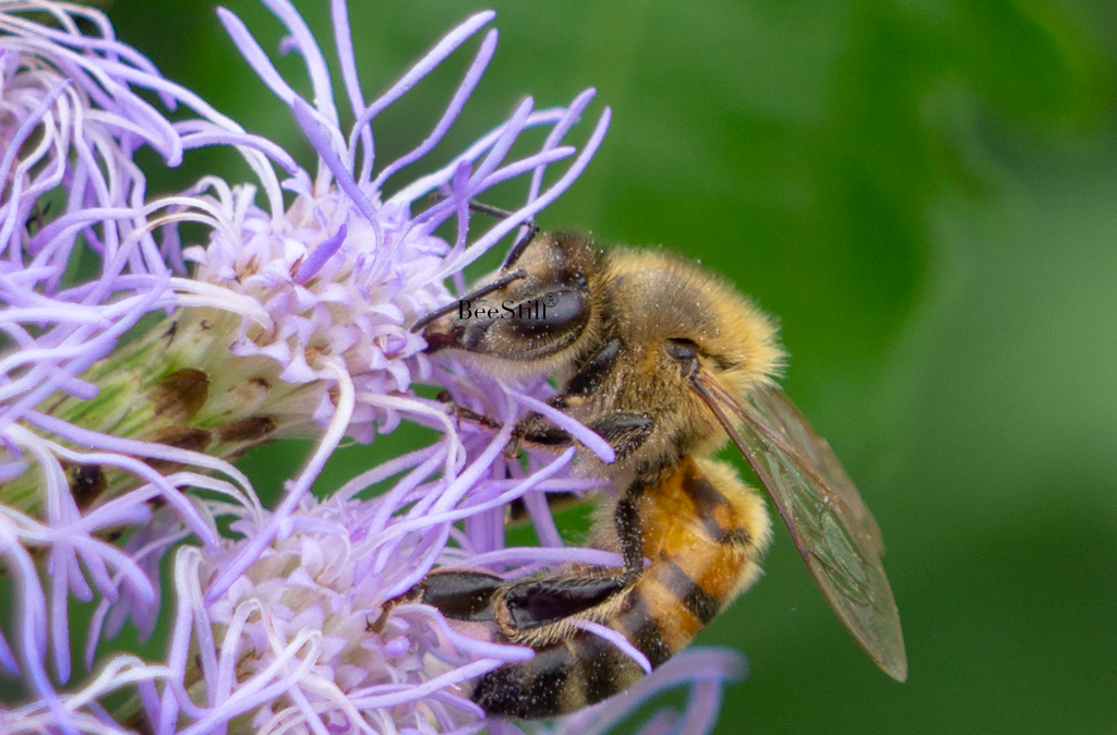 Honey Bee, Blue Mistflower SP-HB-