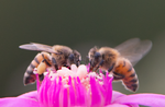 Honey Bees, Cholla SP-HB
