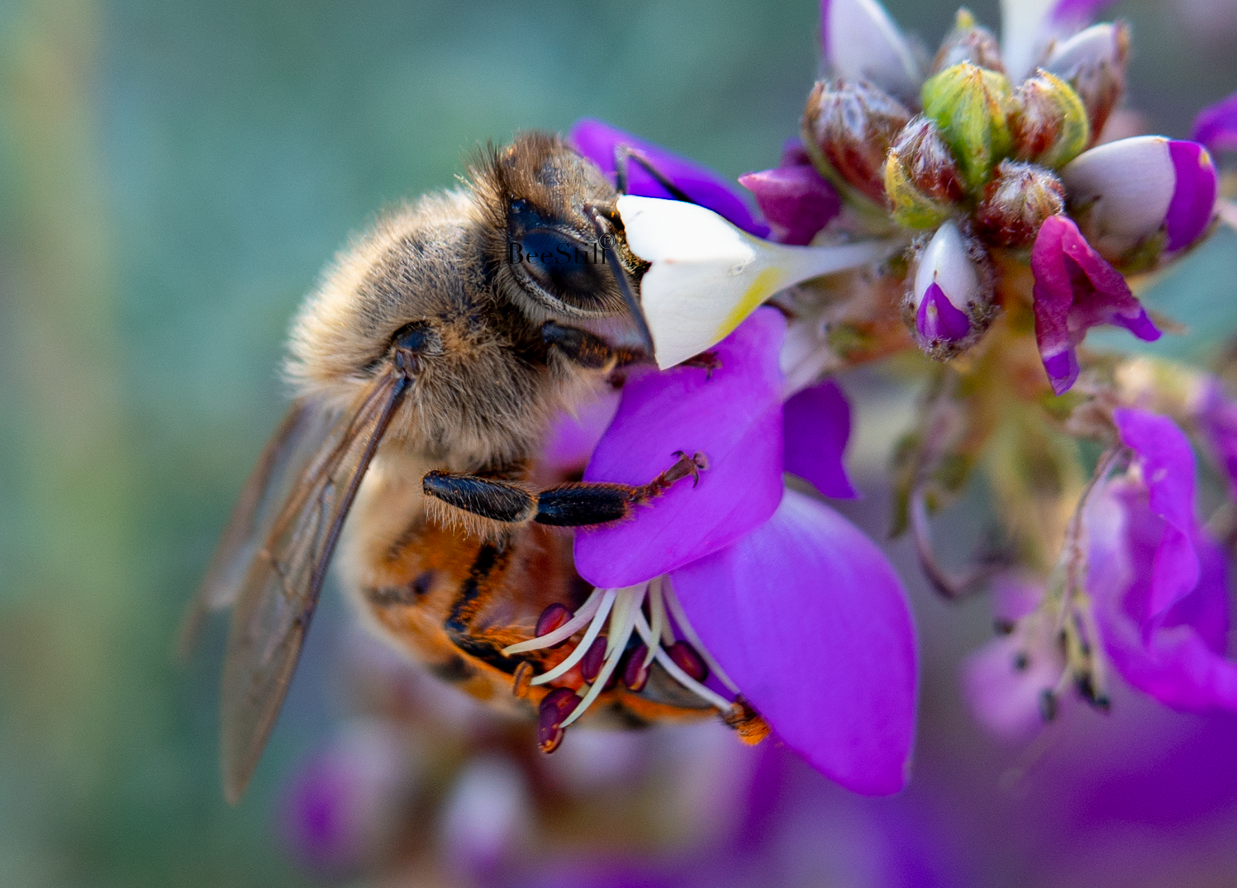 Honey Bee, Black Dalea h-50