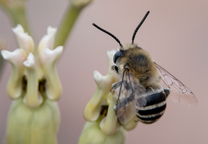 male Digger Bee Desert Milkweed Arizona 