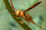 Golden Paper Wasp, female Polistes aurifer, Red Bird of Paradise SP-W-