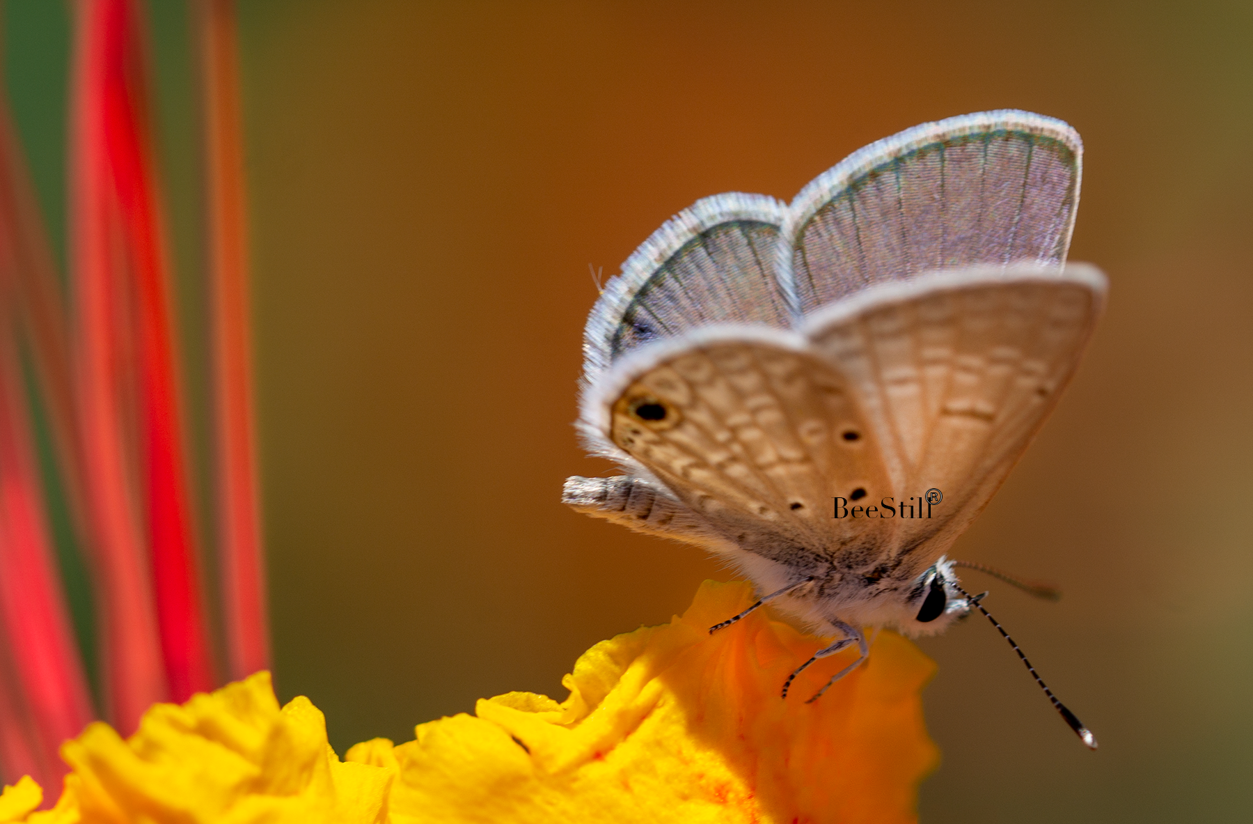 Ceraunus Blue, Red Bird of Paradise h-67
