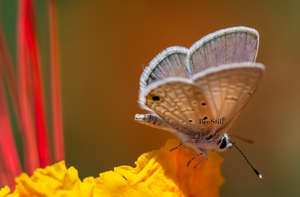 Ceraunus Blue, Red Bird of Paradise h-67