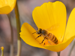 Honey Bee, Mexican Gold Poppy h-68