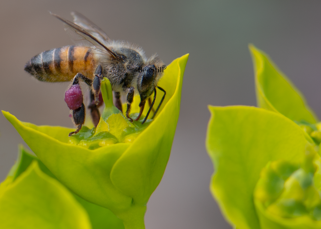 Honey Bee, Silver Spurge SP-HB-