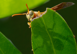 Golden Paper Wasp, female Polistes aurifer, Orange Tree SP-W