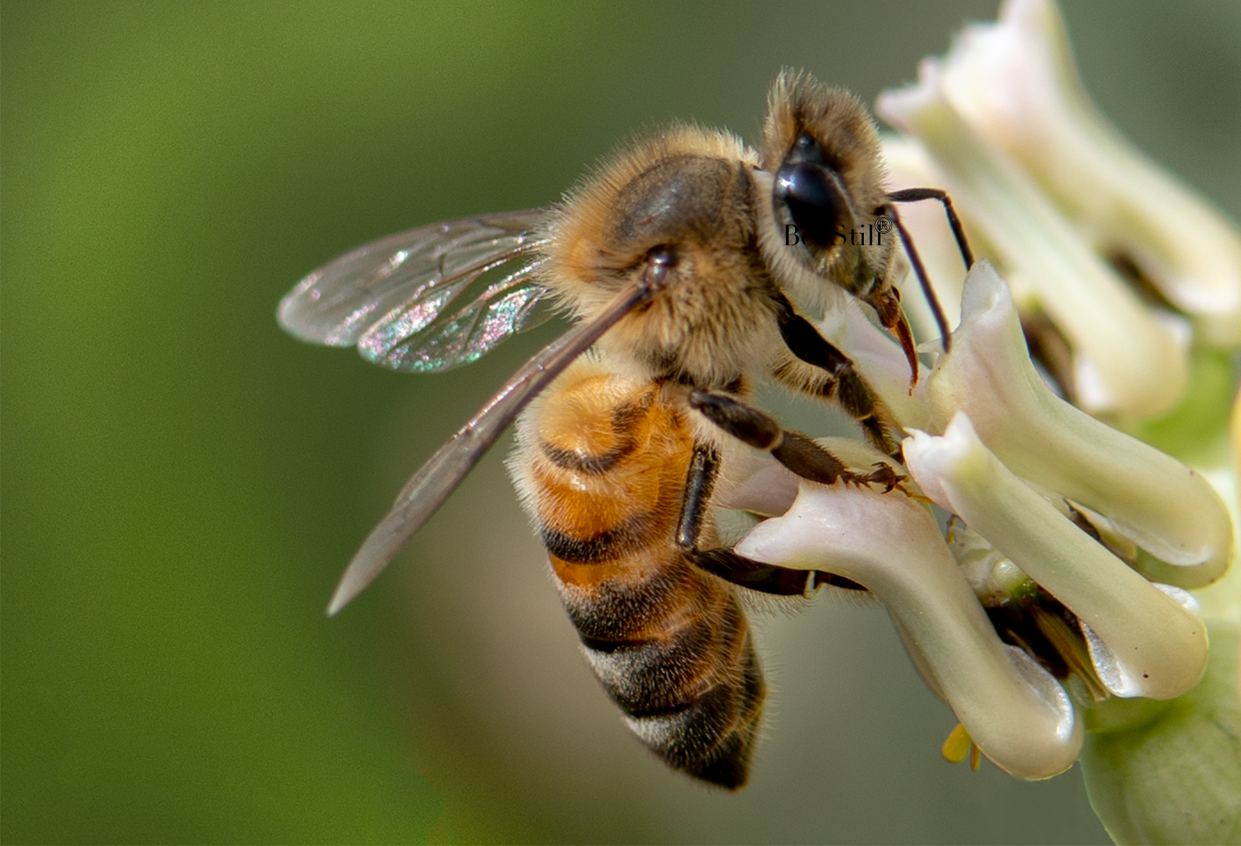 Honey Bee Apis mellifera Desert Milkweed Arizona 
