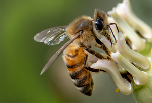 Honey Bee Apis mellifera Desert Milkweed Arizona 