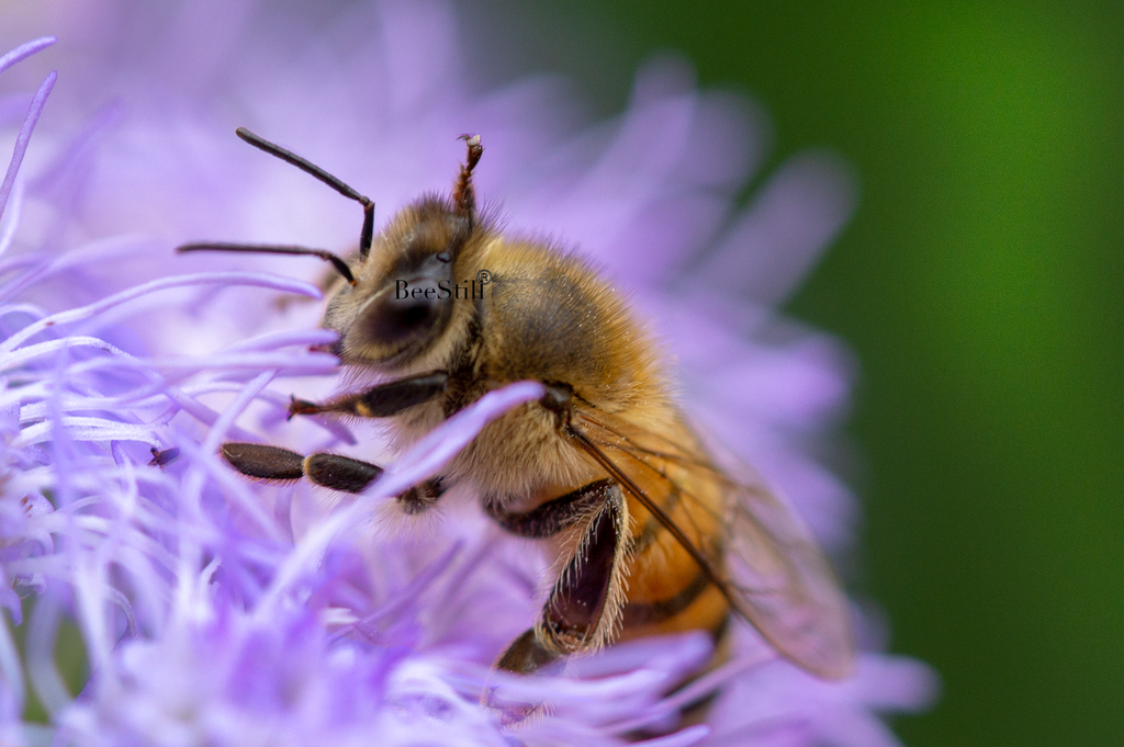 Honey Bee, Blue Mistflower SP-HB-